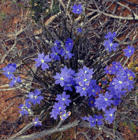 Dampiera lavandulacea whole