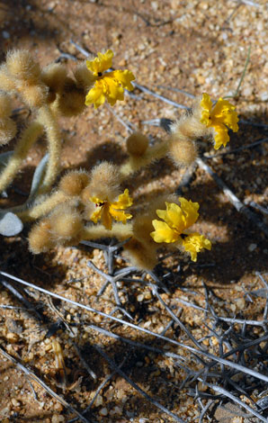 Dampiera luteiflora close