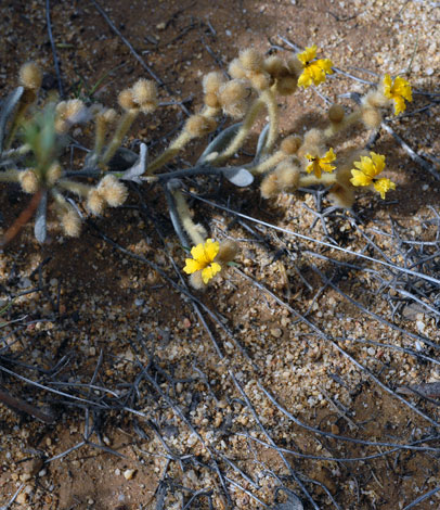Dampiera luteiflora whole