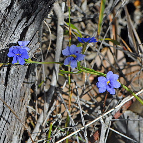 Dampiera trigona whole