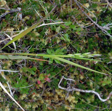 Danthonia decumbens whole