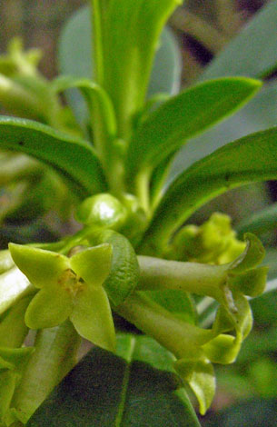 Daphne laureola close