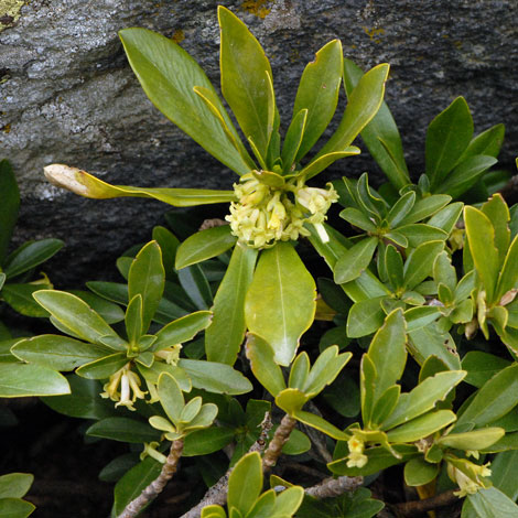 Daphne laureola whole