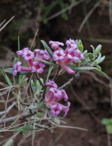 Daphne  sericea close