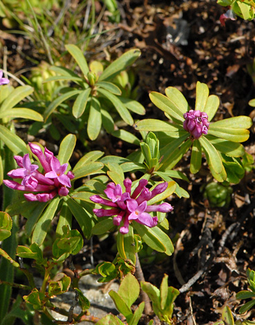 Daphne striata close