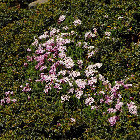 Daphne striata whole