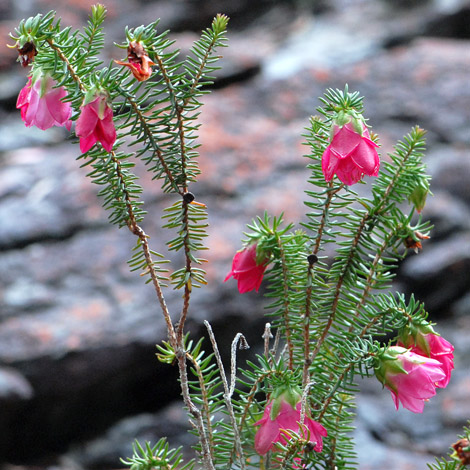 Darwinia leiostyla close