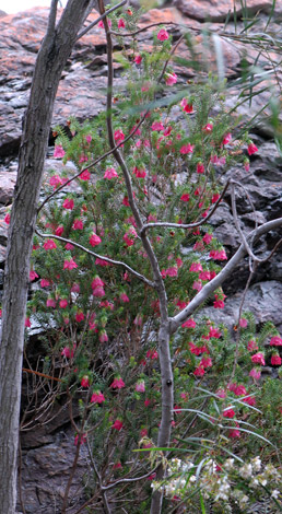 Darwinia leiostyla whole