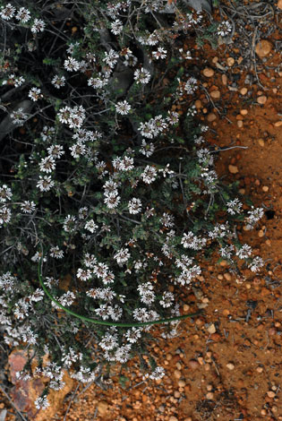 darwinia vestita whole