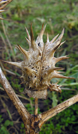 Datura ferox ripe fruit