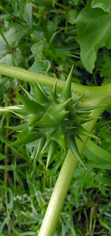 Datura ferox fruit