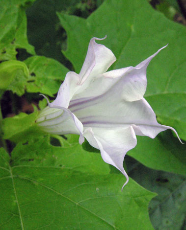 Datura stramonium flower