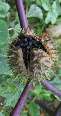 Datura stramonium ripe fruit