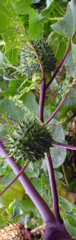 Datura stramonium unripe fruit