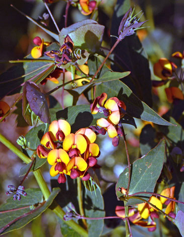 Daviesia cordata close