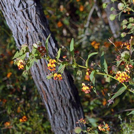 Daviesia cordata whole