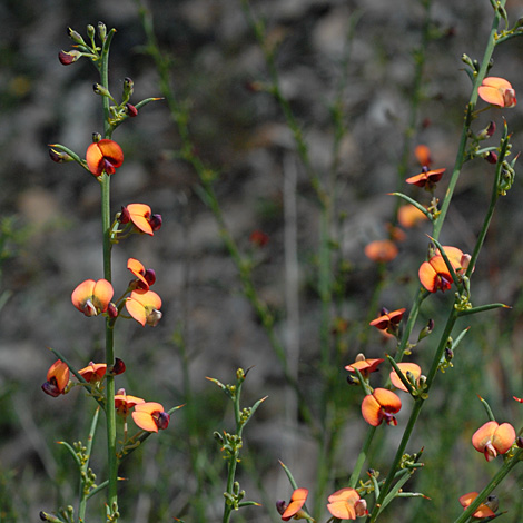 Daviesia incrassata whole