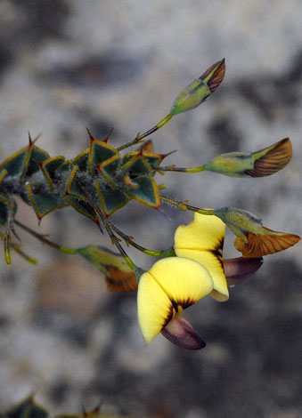 Daviesia uniflora whole