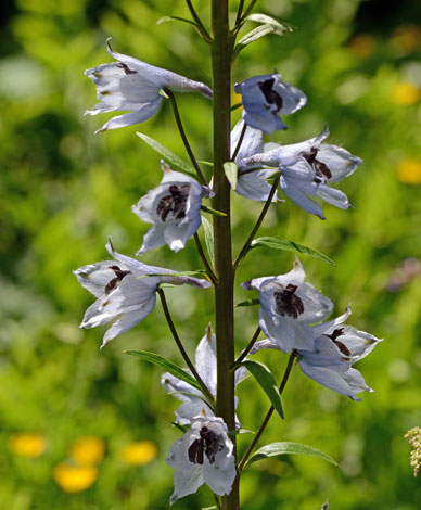 Delphinium dasycarpum close