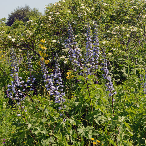 Delphinium dasycarpum whole