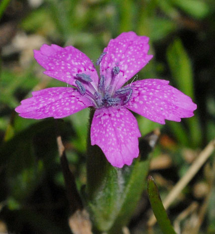 Dianthus armeria flower
