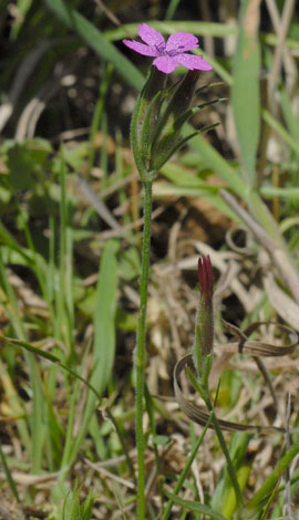 Dianthus armeria whole