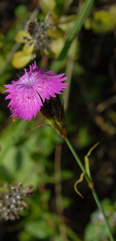 Dianthus carthusianorum close side view