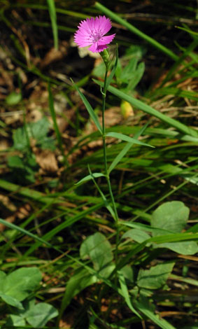 Dianthus carthusianorum whole