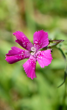 Dianthus deltoides close  Pyrenees