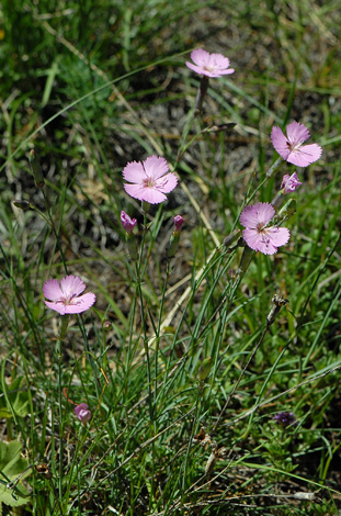 Dianthus sylvestris close