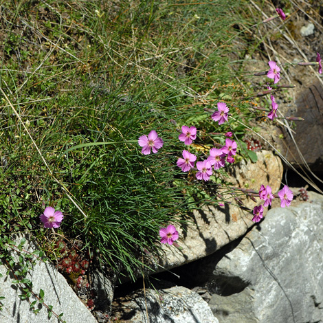 Dianthus sylvestris whole