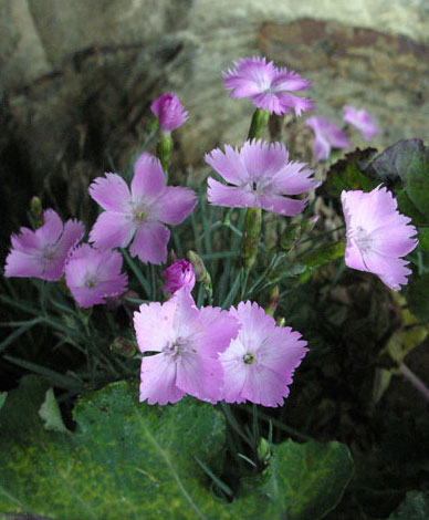 Dianthus sp Whitby Pink close