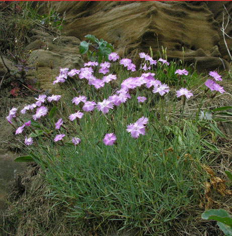 Dianthus sp Whitby Pink whole plant