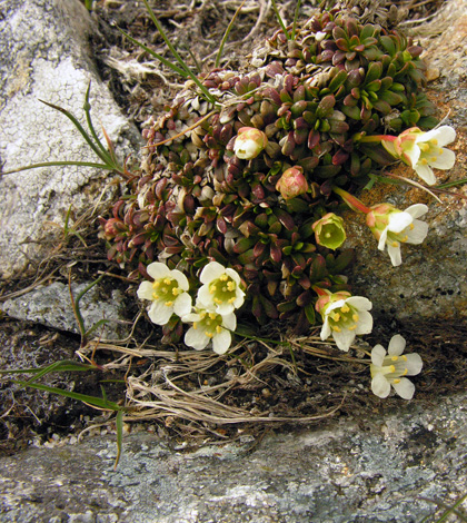 Diapensia lapponica and habitat
