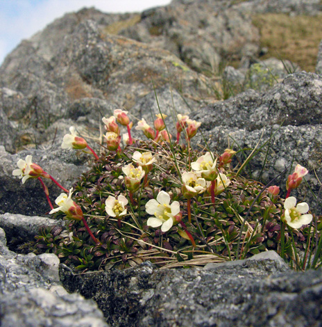 Diapensia lapponica whole