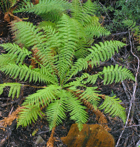 Dicksonia antarctica