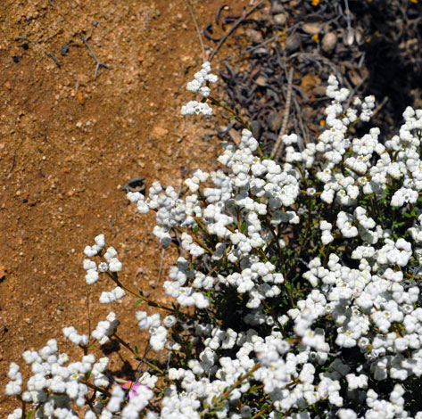 Dicrastylis globiflora whole
