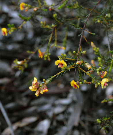 Dillwynia laxiflora whole