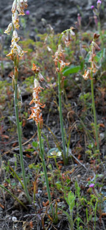 Dipcadi serotinum whole