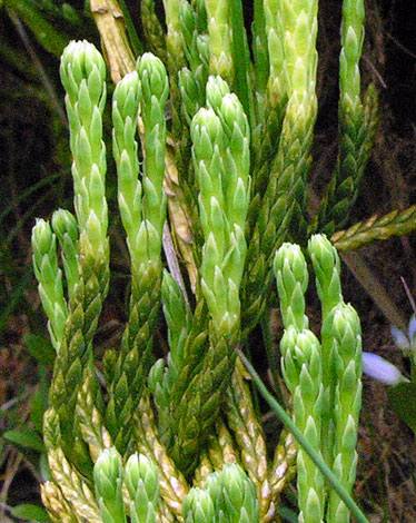 Diphasiastrum alpinum whole