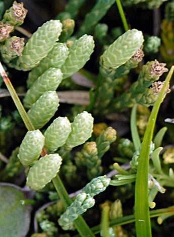 Diaphasiatrum alpinum close