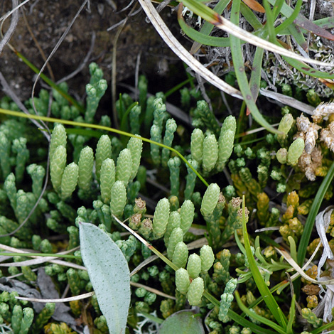 Diaphasiatrum alpinum whole