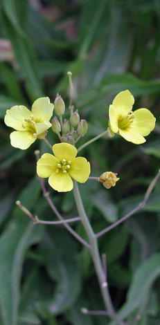 Diplotaxisis tenuifolia close