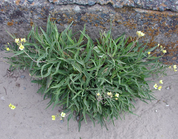 Diplotaxisis tenuifolia whole