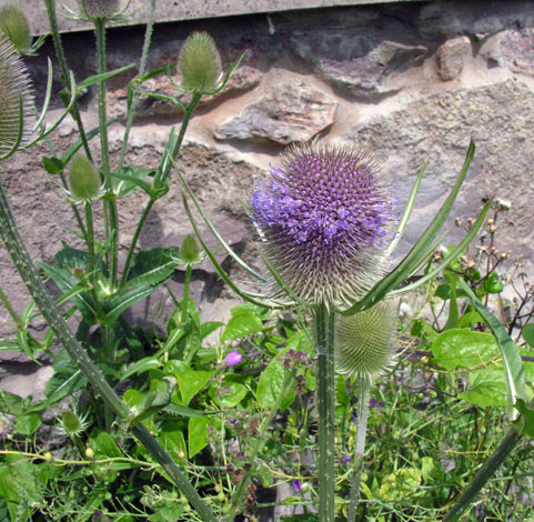 Dipsacus fullonum whole