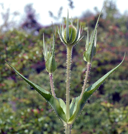 Dipsacus laciniatus