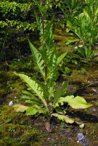 Dipsacus laciniatus