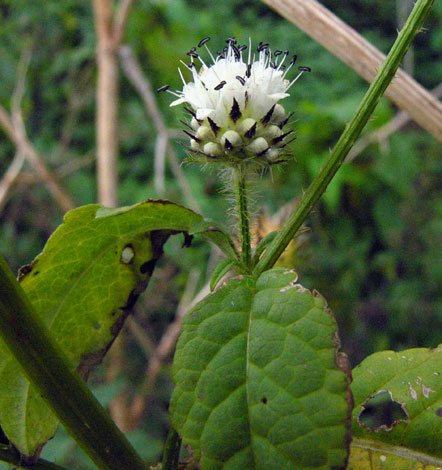 Dipsacus pilosus flower
