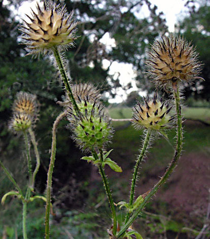 Dipsacus pilosus fruit