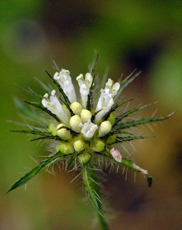 Dipsacus strigosus close